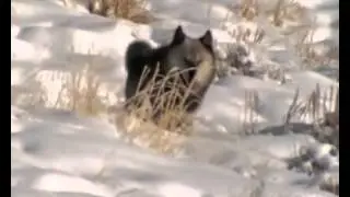 Клип про волков  ЗАДУМАЙТЕСЬ!