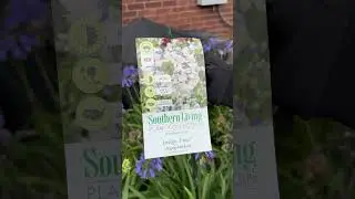 Agapanthus from the Southern Living Plant Collection