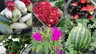 Vlog з моєї ДаЧі🤗Огляд городини☺️Збираю врожай🍓🌽🍆Посіяла знов огірки🥒