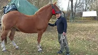 🔊У гарних ґаздів👍гарні коні💪 можливий продаж💣🔥💥🤑#1/3