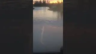 поездка за морошкой .небольшие водные процедуры