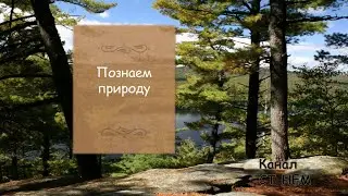 Паучок! Видео с животными 8#