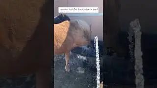 It’s horse pool season