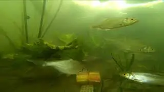 Рыбы Кожуховского затона в Москве. Ю-З берег у Проспекта Андропова. Fishwatching. Фишвотчинг.