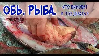 Обь. Рыба. Кто виноват и что делать?