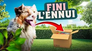 8 jeux FUN et UTILES pour ÉDUQUER ton chien !
