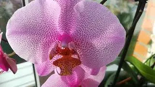 ORCHIDS OF MARYA VASILIEVNA.)