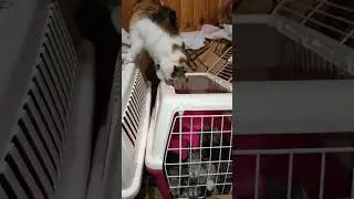Нянька для ушастиков🐰🐱
