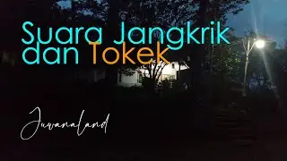 Sounds of Crickets and Geckos at night