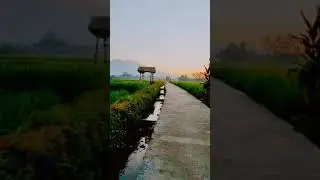 Pesawahan indah