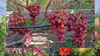@Виноград Рубиновый юбилей трещит или нет