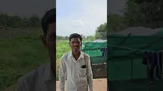 कोंबडीची 4 दिवसांची पिल्ले बोकुड जळगाव, संभाजीनगर येथे दिली #गावरान_कोंबडी #कोंबडीपालन