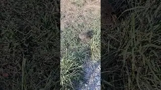 В орнитологическом парке