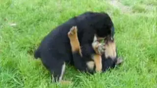 Rottweiler Fight Pasha vs Buster