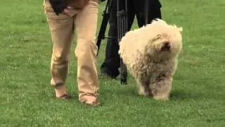 Hollutrix Montez - Spanish Water Dog - Gaynor Berry