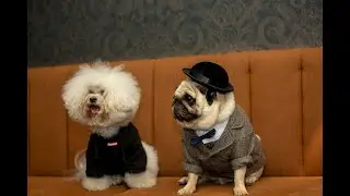 London Dog Week Fashion Brunch at M Victoria