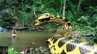 Las Serpientes Ocultas del Amazonas...