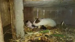 Guineapig Giving Birth