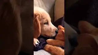 This golden retriever puppy gets along with cats