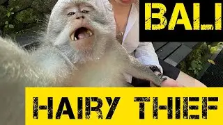 Planet of the Apes? | Monkey Forest BALI