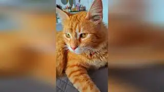 Кис-кис-мяу-вот и вся музЫка!#cats #коты #funnycats#catsvideo #funnymoments #смешныекоты#funnyvideo