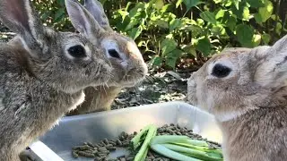 Cute Rabbits Devouring a Meal