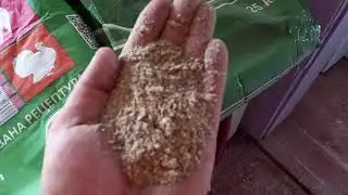 Feeding ration for pigs without additives