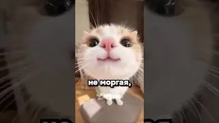 I'm not bread, I'm a cat, don't eat me