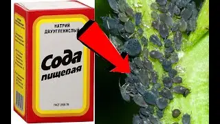 Как избавиться от муравьёв и тли за 1 раз!