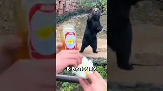 The bear politely asked for a bun with honey 