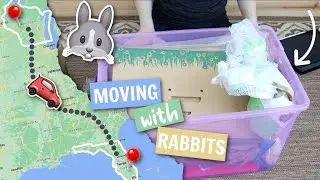 Packing for car travel with rabbits 🚗
