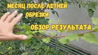 Обзор результатов летней обрезки деревьев через месяц. Оценка молодого прироста.#сад #обрезка