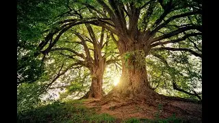 Relaxation and Meditation Music for Stress Relief and Sleep