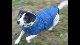 Lesson 21b - Part 2 Tailored Pet Coat with PetitPoix's Transformable Pet Coat Pattern