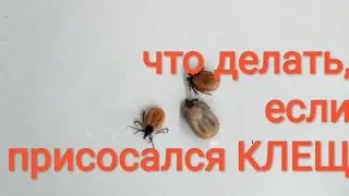 #shorts Как ПРАВИЛЬНО вынуть клеща после присасывания.👌Тропы Алтая