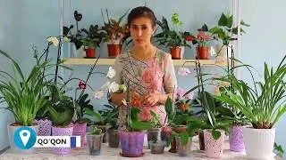 arxideyalar haqida 22 sonidan