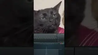 zooned out cat meme sound effect 