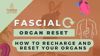 How to heal & reset your organs | Fascial Organ Reset