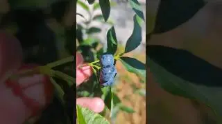 КАК ОПРЕДЕЛИТЬ ЧТО ГОЛУБИКА ПОСПЕЛА