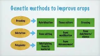 Importance of genetic engineering in crop improvement and in agriculture