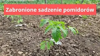 Nie sadź pomidorów teraz to Zabronione