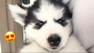 Cute Husky Puppy Falling Asleep In My Arms!