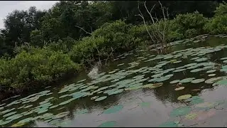 New Lake topwater bite!