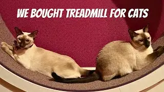 Siamese cat playing on a cat treadmill 😸 #cat #siamesecats