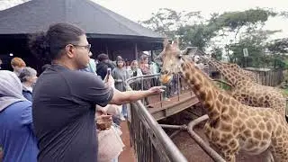 Giraffe Centre Nairobi- Kenya