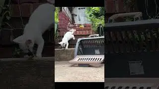 Scooping a friendly kitten