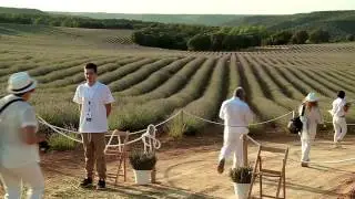 Festival de la lavanda 2015