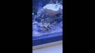 Брачные игры на обломках системы.