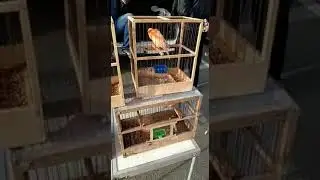 Птичий рынок Краснодар 05.05.2019г