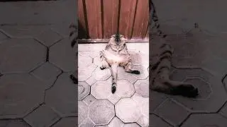 #интересно #новости #события #цитаты #кот #котики #приколы
